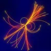 jpsiparticella