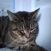 catthoughts10_80s