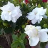 mohamadjodat451