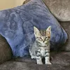 smallanimalclub22