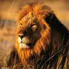 sher_48481