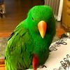 ljgreenbird