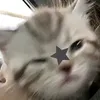 hana_.p