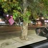 rambling_pinecone