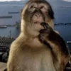thatmguy