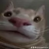 spoodermahin