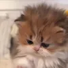 sonia_4832