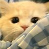 flouqis_44