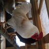 another.chicken.guy_2024