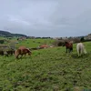 adelasousa34