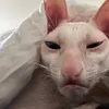 lellikellicutie