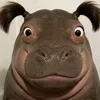 btnv_010