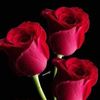 andleeb.alamdar1234