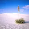 user509512_dng