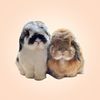 Bunny Jun Kim