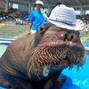 jasperthewalrus