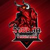 วัวชนสด วัวชนภาคใต้v.3