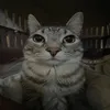 m_harry4