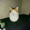 groot_balle