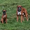 boxerhadisbali