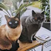 katzen.freundin1