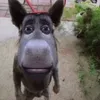 theblacksmurf_
