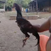 marcelonascmentod