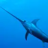 pswordfish