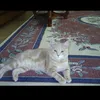 aysegulfr