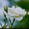 niswanti_327