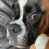 bandikoot_yt