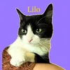 lilochipie