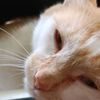 vapelovescats