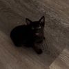 cat719397