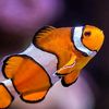 mrfish758