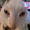 lukas_mendoca