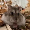 _peanut.the_hamster