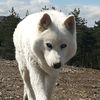 siberian050