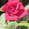 www.tiktok.comwww.tik363