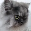 zabnai