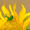 sun_sun792