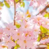 ngocthuy2129