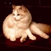 cat_angel_11
