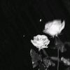 keyrisa_2631