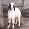 dana_uk37