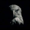 eagle.clip01