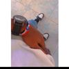 omarxuseen122