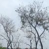 piraaiueo0