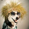 Funny Animals