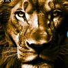 talhakhan8508161